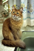 Foulla, 1993, classic Somali cat pose.